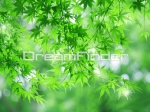 GREEN04.jpg